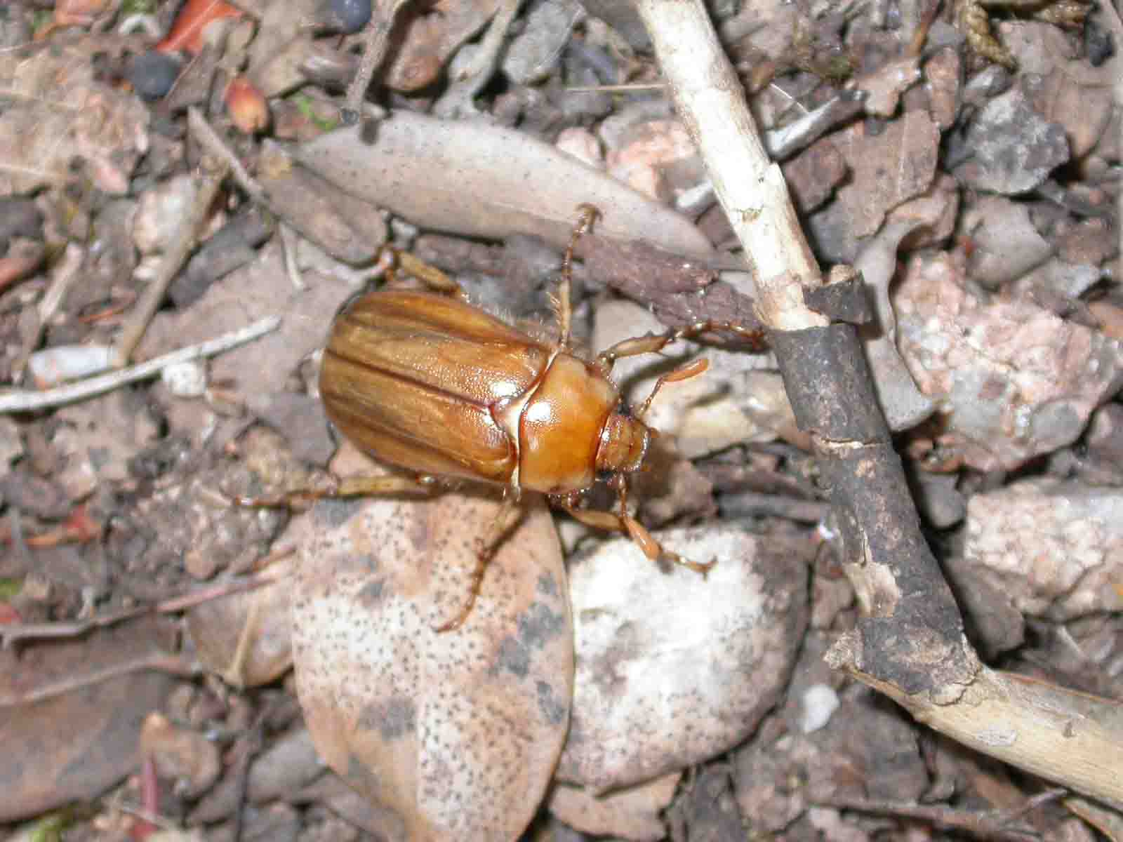 Rhizotrogus fossulatus